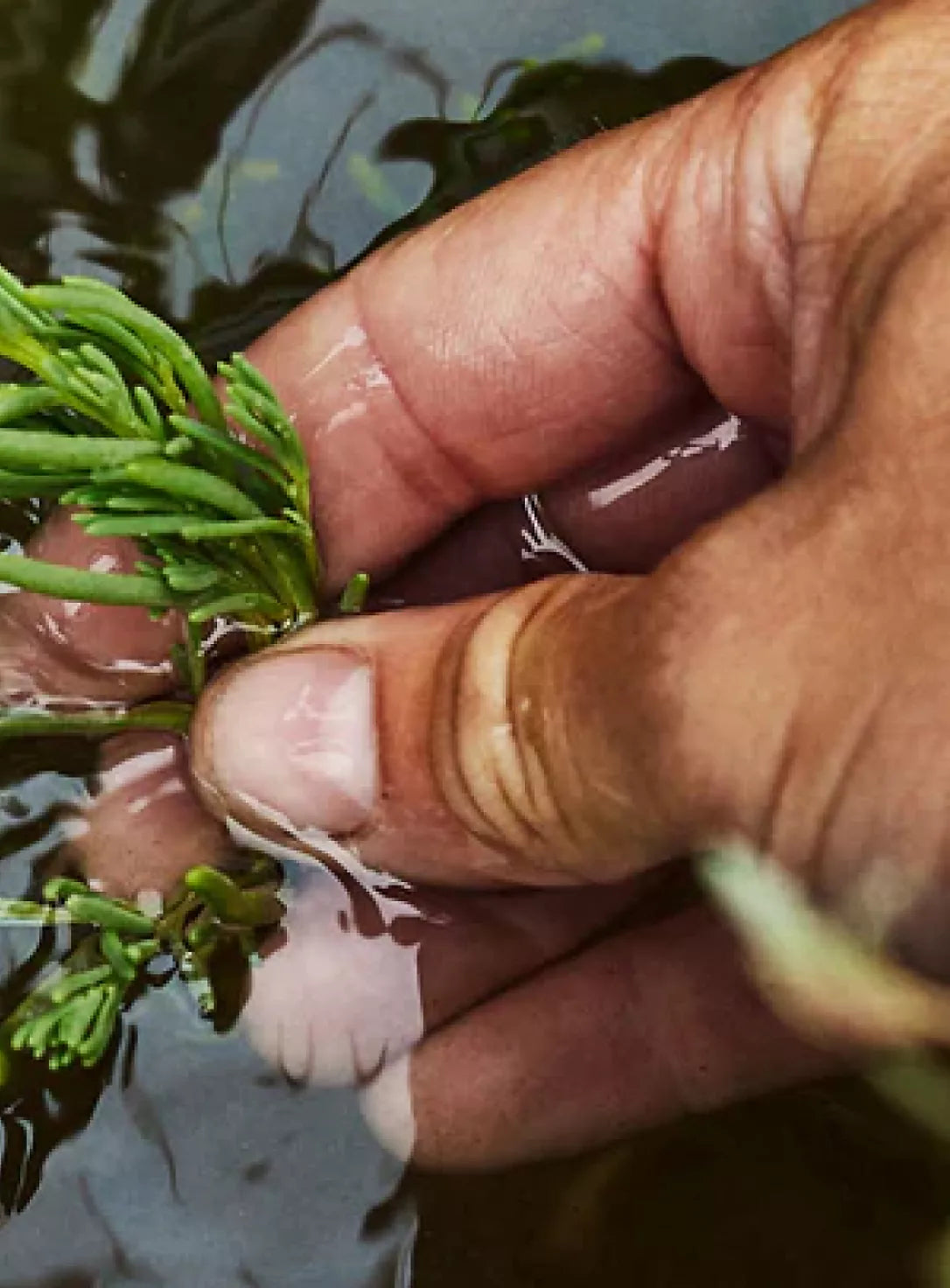 Hand holding green plant emerging from shallow water environment.